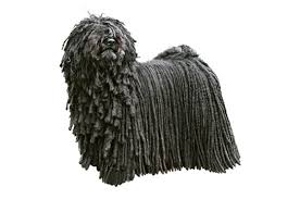 犬を家族に迎える前に